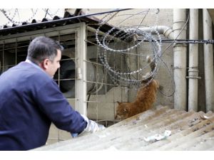 Mersin'de kedi kurtarma seferberliği