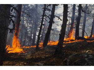 Aydın'daki orman yangını kontrol altına alındı