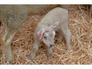 Belçikalı çiftçilerden protesto