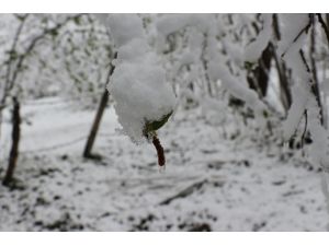"Mart karı" fındık üreticilerini endişelendirdi