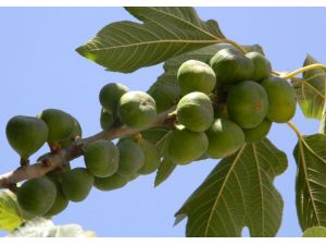 TÜBİTAK destekli proje incir üretimini artıracak