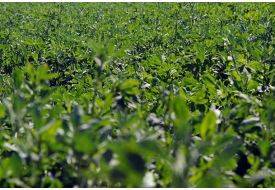 Öğrencisine Yonca Yediren Öğretmene Hapis Cezası