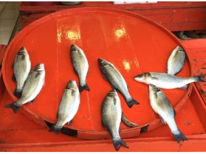 Azalan balık avcılığı tezgahları kültür balıklarına yönlendirdi