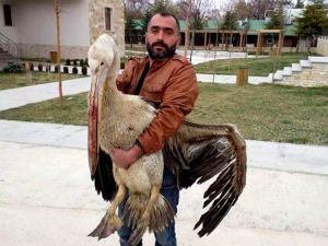 Seydişehir'de yaralı pelikan tedavi altına alındı