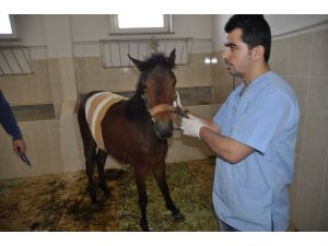 Yaralı bulunan yılkı atı tedavi altına alındı