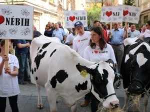 Budapeşte sokakları inek doldu
