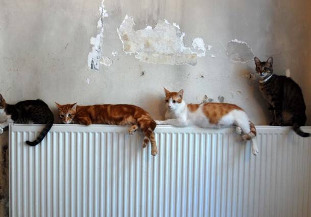 Evde kedi ''istiflemiş''