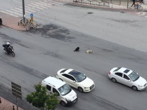 Trafik polisinin sokak köpeği ile imtihanı