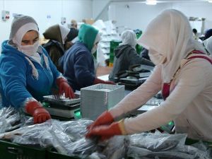 Konya'dan 15 ülkeye deniz ürünleri ihraç ediyor