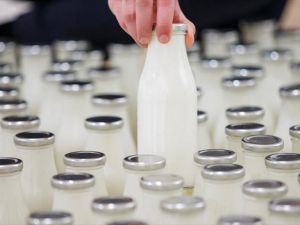Süt üretiminde hedef 50 milyon ton