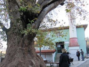 Kocaeli'deki anıt ağacın yaşı 'bin 224' çıktı