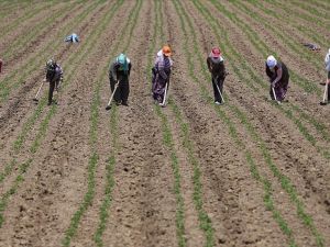 Bakanlıktan kadın çiftçilere 'pozitif ayrımcılık'