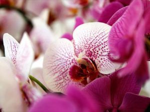'Kelebek orkide krallığı'nın bahçesine büyük ilgi