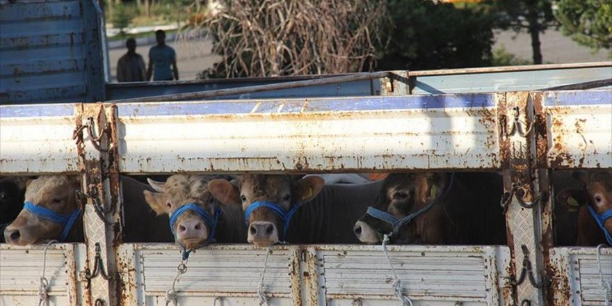 Besiciler Kurban Bayramı'ndan Umutlu