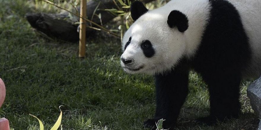 Dev Panda Nesli Tükenen Hayvanlar Listesinden Çıkarıldı