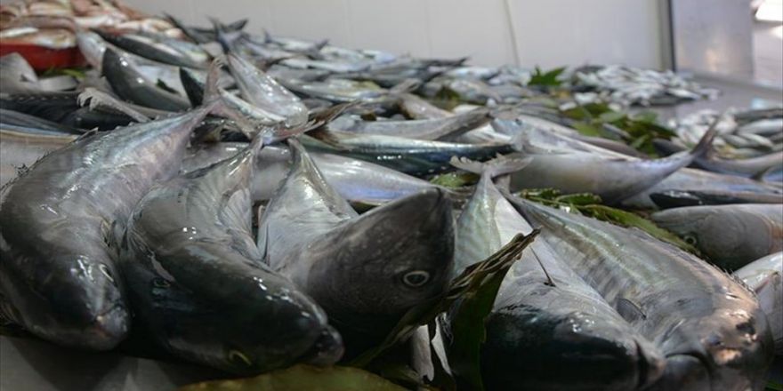 Karadeniz'de Palamut Bereketi