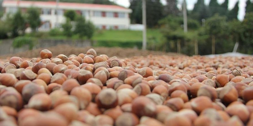 Fındık Üreticisine Verilecek Destek Miktarı Belirlendi