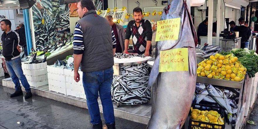 220 Kilogram Orkinos İlgi Odağı Oldu