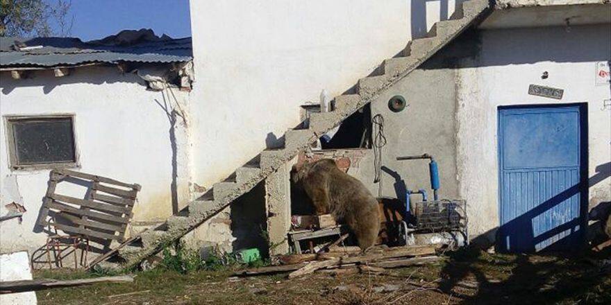 Aç Kalan Boz Ayı Köye Geldi
