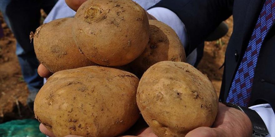 Milli Patatesler Dışa Bağımlılığı Bitirecek
