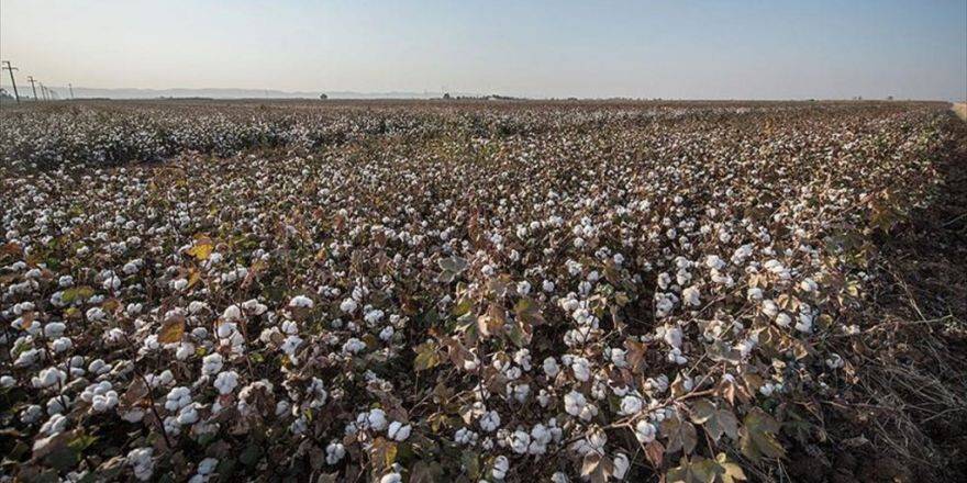 Pamuk Üreticisi 'Altın Yılını' Yaşıyor
