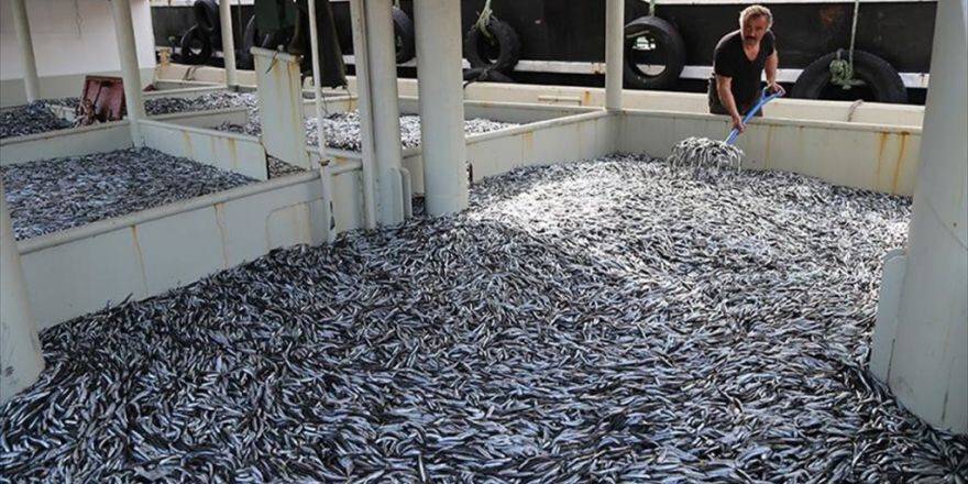 Bir Gecede 500 Ton Hamsi Avlandı