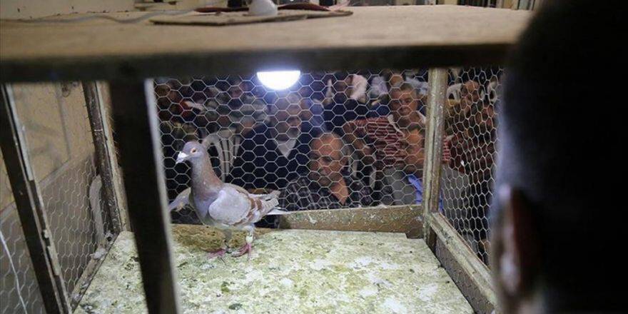 Güvercinler 5 Bin Liraya Kadar Alıcı Buluyor
