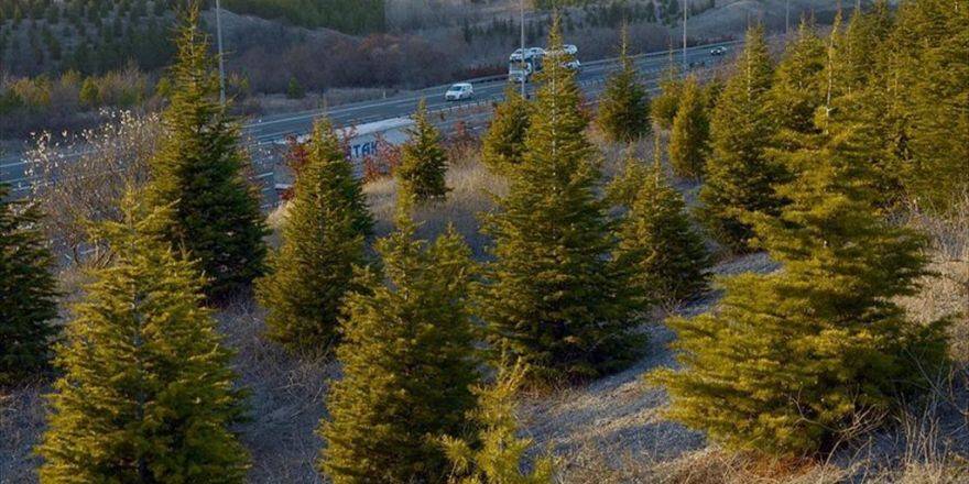 İstanbul'da 6 Bin 500 Hektarlık Alan Ağaçlandırılacak