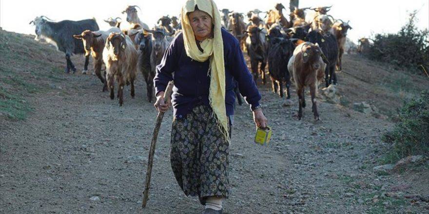 Koyun Ve Keçilerin Peşinde 70 Yıl