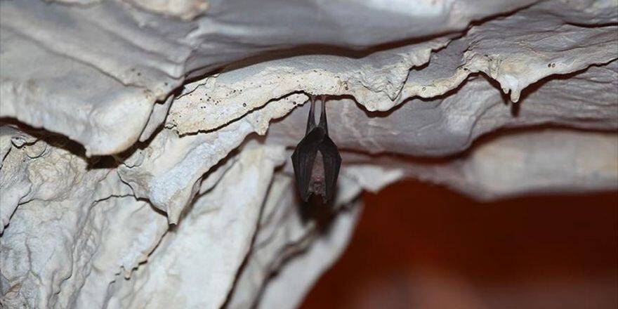 Yarasalar İçin Mağara Ziyaretçilere Kapatıldı