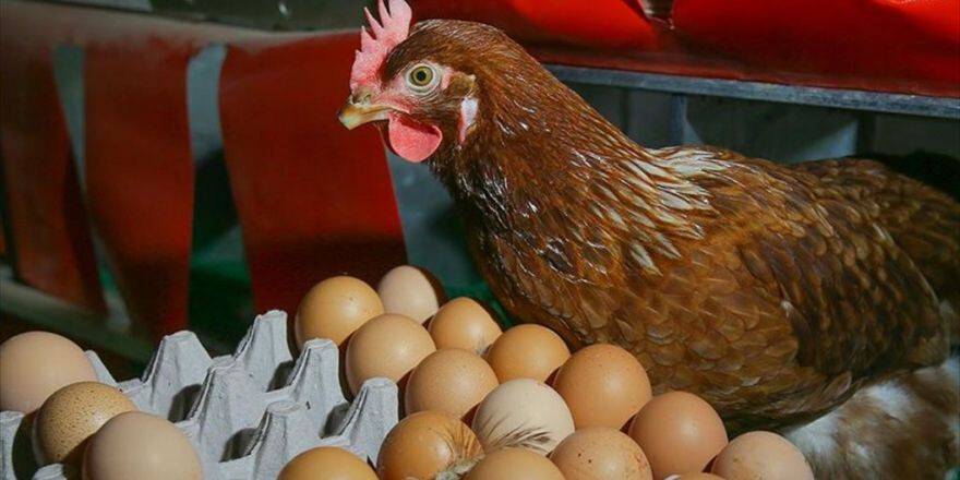 Yumurtada 'Gezen Tavuk' Tercihi Arttı