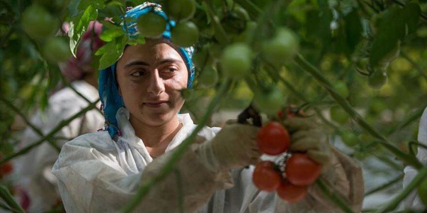 Kışlık Sebzeler 'Narin Ellere' Emanet