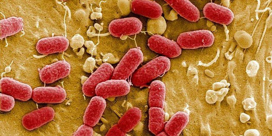 Kendi Türünü Yiyen Yırtıcı Bakteri 'Canlı Antibiyotik' Oldu