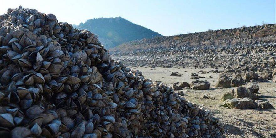 Suyu Çekilen Barajdan 'Midye Tarlası' Çıktı