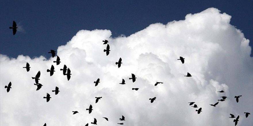 Türkiye Kuş Türü Listesi'ne Yeni Kayıt: 'Gömlekli Karga'