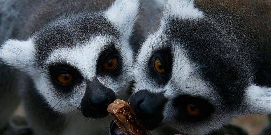 'Üşüyen Lemurlar'a Özel Isıtıcı