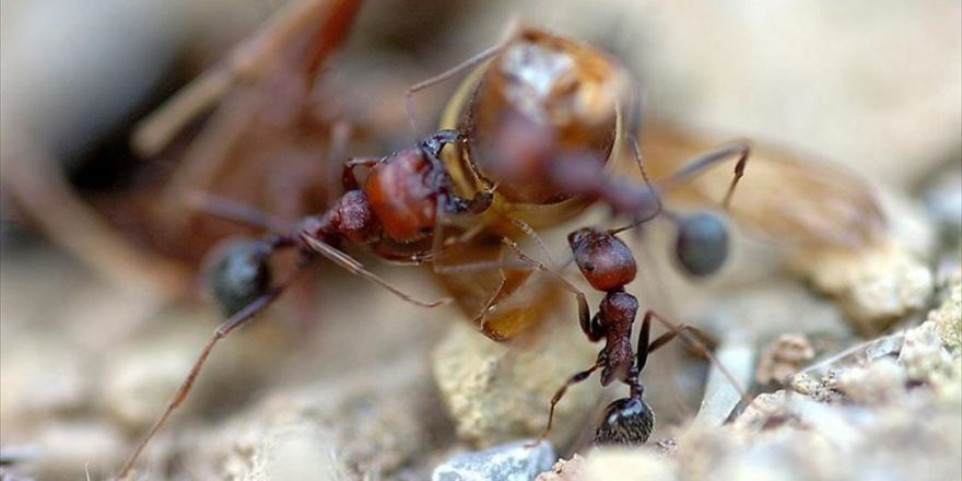 Ateş Karıncaları Avustralya'yı Tehdit Ediyor