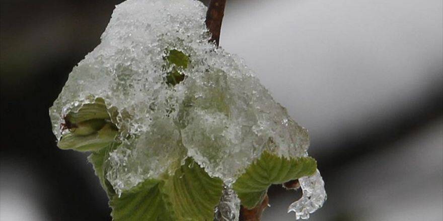 Meteorolojiden 7 İl İçin Zirai Don Uyarısı