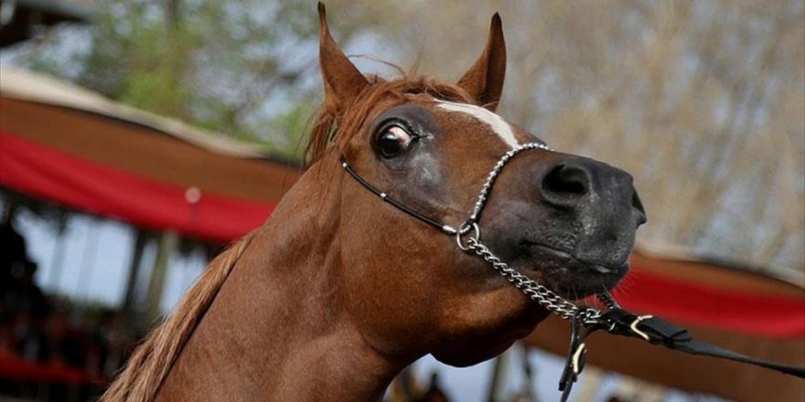 Atlar Görsel Ve Fiziksel İşaretlerle İnsanlardan Yardım İstiyor