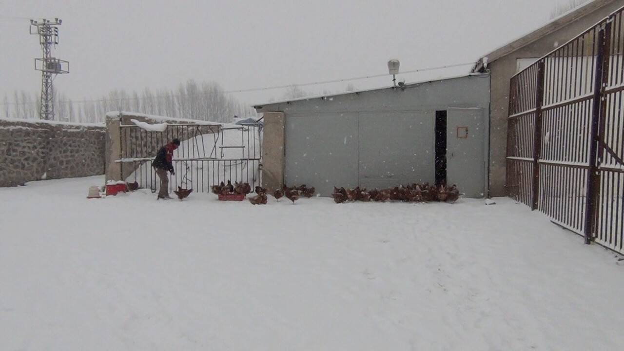 Tavuklar kümese giren tilkiyi kovaladı