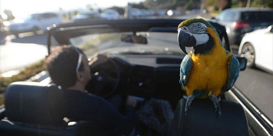 Papağan "Cabbar" İle Sahibinin 20 Yıllık Dostluğu