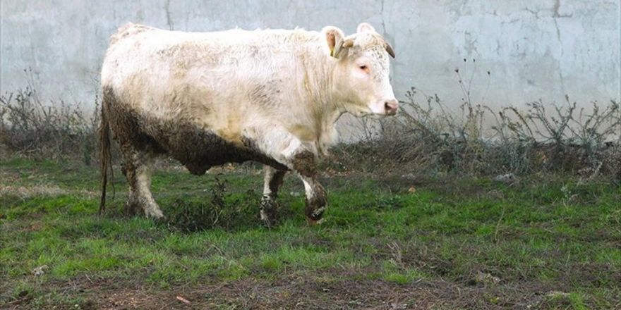 Et Açığını 'Charollais' Irkı Sığırlar Kapatacak