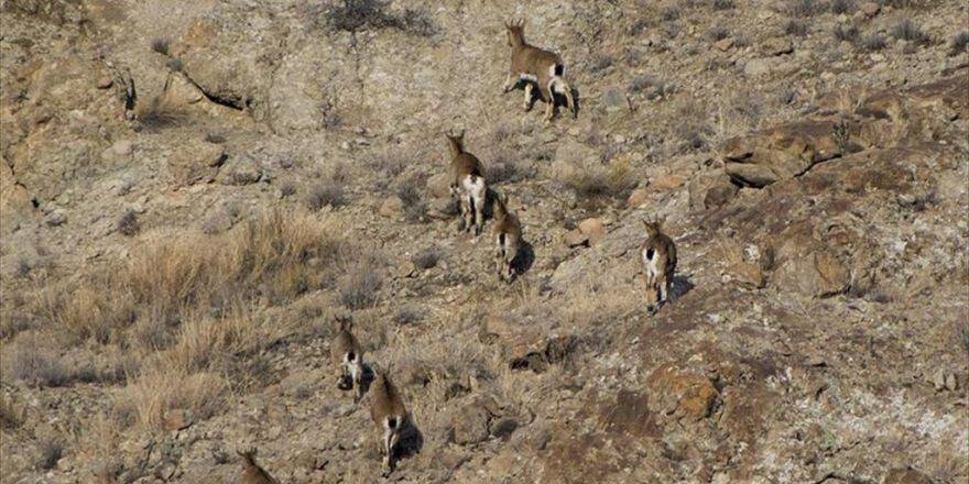 Yaban Hayatına Dokunan Yandı