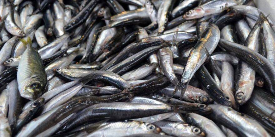 Hamsi Yüzde Yüz Zamlandı