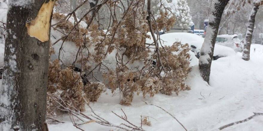Ağaçlar kara dayanamadı