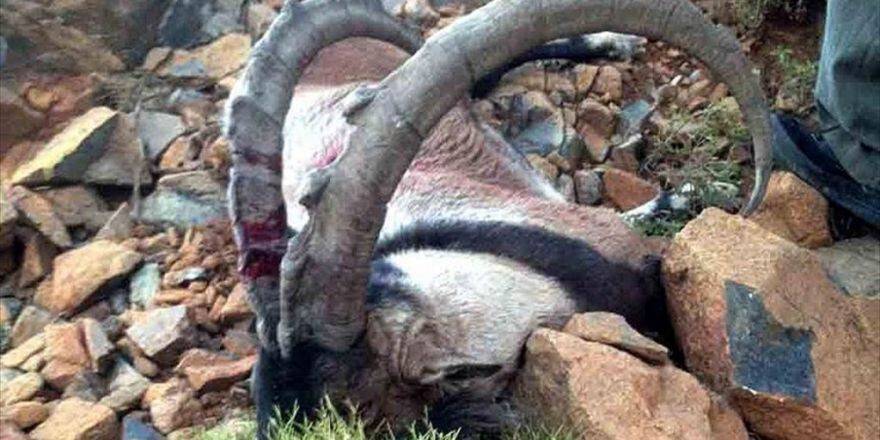 Kaçak Dağ Keçisi Avına 12 Bin Lira Ceza