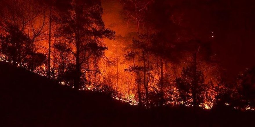 Sürmene'de orman yangını
