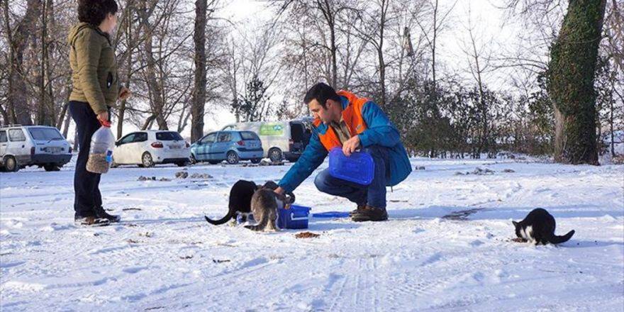 Doktor Çift Hayatını Sokak Hayvanlarına Adadı