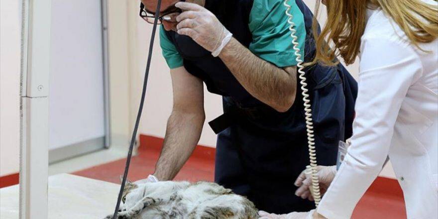 Hayvanlar İçin 'Modern Hastane'