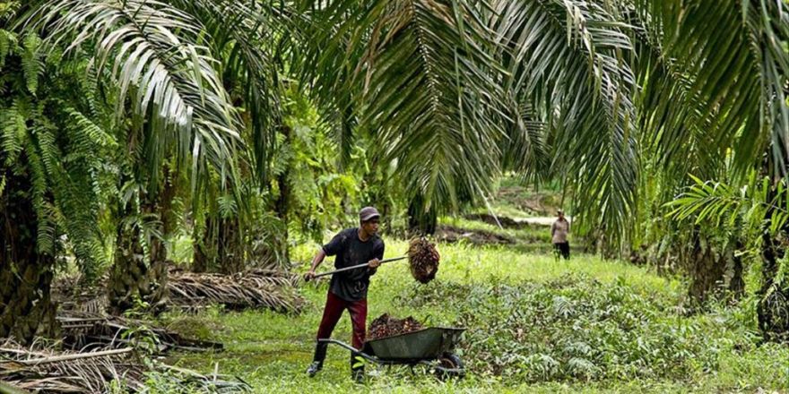 Gıda, Tarım Ve Hayvancılık Bakanı Çelik: Palm Yağı Kullanılan Ürünler Araştırılacak